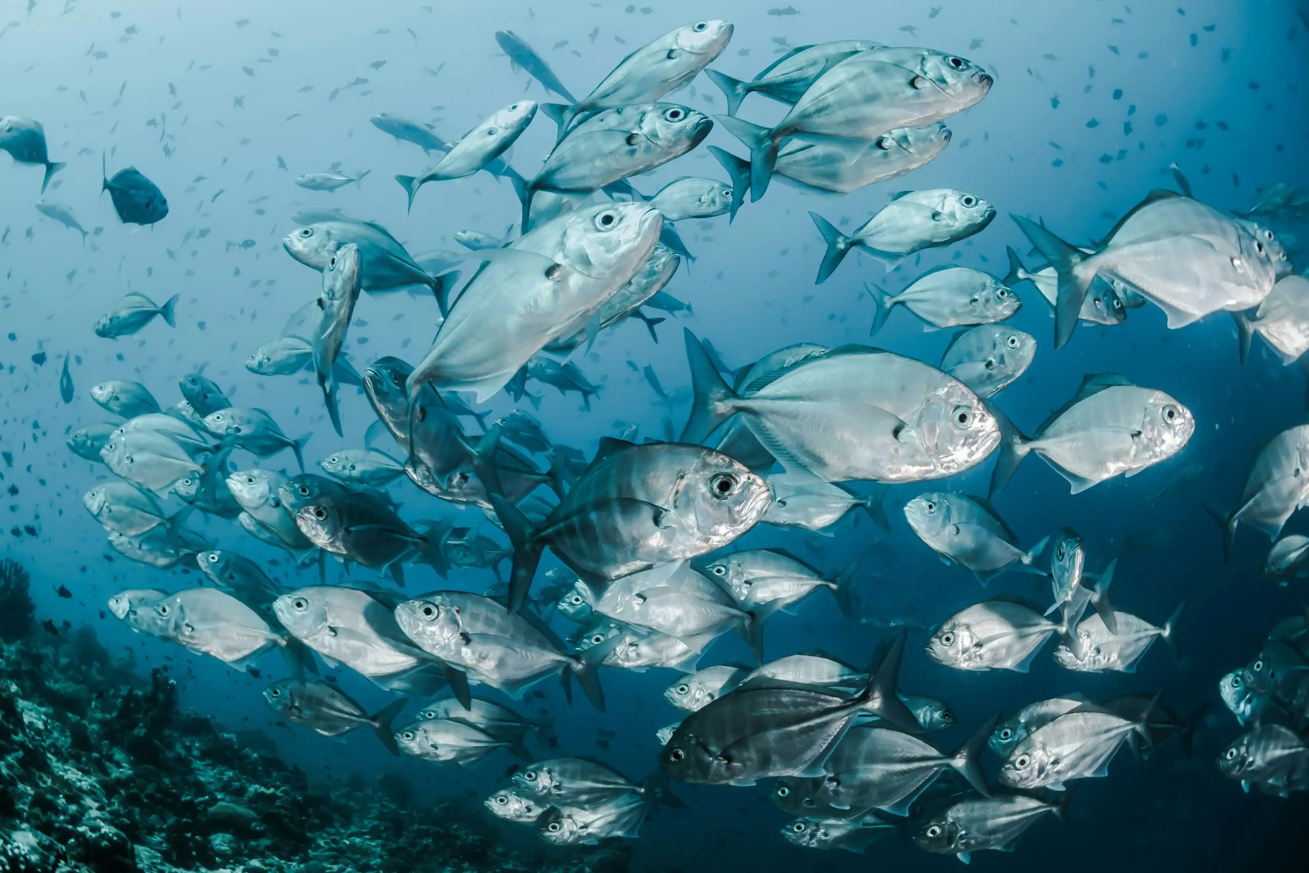 IUUF drastically threatens marine ecosystems